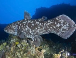 Ikan Purba Coelacanth Ditemukan di Indonesia, Bukti “Kebangkitan” Spesies 66 Juta Tahun