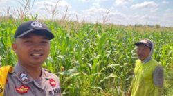 Bhabinkamtibmas Polsek Tegalsari Dampingi dan Monitor Pertumbuhan Tanaman Jagung Warga untuk Dukung Ketahanan Pangan