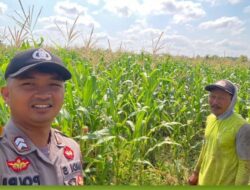 Bhabinkamtibmas Polsek Tegalsari Dampingi dan Monitor Pertumbuhan Tanaman Jagung Warga untuk Dukung Ketahanan Pangan