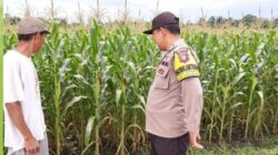 Bhabinkamtibmas Polsek Kalipuro Pantau Panen Jagung Warga, Dukung Program Ketahanan Pangan Nasional