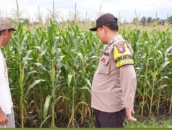 Bhabinkamtibmas Polsek Kalipuro Pantau Panen Jagung Warga, Dukung Program Ketahanan Pangan Nasional