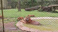 TSI Prigen Prioritaskan Pelestarian, Anak Harimau Sumatra Lahor Dirawat Induknya Secara Alami