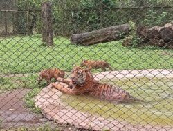 TSI Prigen Prioritaskan Pelestarian, Anak Harimau Sumatra Lahor Dirawat Induknya Secara Alami