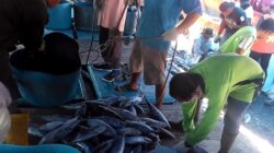 Soroti Aktivitas Bongkar Muat Ikan di Pelabuhan Tanjung Wangi, Mbah Semar Minta Legalitas dan Pengawasan Diperketat Demi Selamatkan PAD