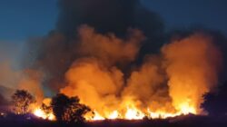 Lahan Kosong di Kertosari Banyuwangi Terbakar, Damkarmat Berhasil Cegah Api Merambat ke Permukiman