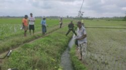 Babinsa Ringintelu Bersama Petani Bergerak Basmi Hama Tikus, Perkuat Ketahanan Pangan di Bangorejo