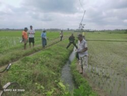 Babinsa Ringintelu Bersama Petani Bergerak Basmi Hama Tikus, Perkuat Ketahanan Pangan di Bangorejo