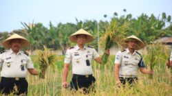 Panen Raya Kembali Digelar, Lapas Banyuwangi Proyeksikan Hasil 2,4 Ton Gabah dari SAE Paswangi