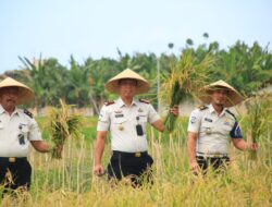 Panen Raya Kembali Digelar, Lapas Banyuwangi Proyeksikan Hasil 2,4 Ton Gabah dari SAE Paswangi