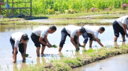 Dua Kali Panen Sukses, Lapas Banyuwangi Kembali Tanam Padi di SAE Paswangi