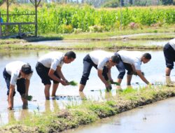 Dua Kali Panen Sukses, Lapas Banyuwangi Kembali Tanam Padi di SAE Paswangi
