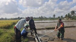Babinsa Kabat Terjun ke Sawah, Terapkan Pertanian Modern PM-AAS di Dusun Bodean