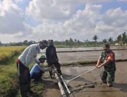 Babinsa Kabat Terjun ke Sawah, Terapkan Pertanian Modern PM-AAS di Dusun Bodean