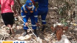 Sapi Terperosok ke Sumur di Ringintelu, Tim Damkarmat Banyuwangi Berhasil Evakuasi