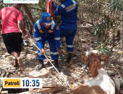 Sapi Terperosok ke Sumur di Ringintelu, Tim Damkarmat Banyuwangi Berhasil Evakuasi