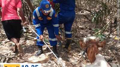 Sapi Terperosok ke Sumur di Ringintelu, Tim Damkarmat Banyuwangi Berhasil Evakuasi