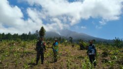 Siaga Karhutla, Koramil Kalipuro dan Perhutani Sisir Hutan Lindung Gombengsari