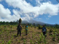 Siaga Karhutla, Koramil Kalipuro dan Perhutani Sisir Hutan Lindung Gombengsari