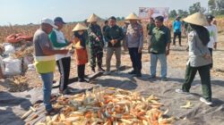 Panen Raya Jagung di Cluring, Kodim 0825/Banyuwangi dan PT Maxxi Perkuat Dukungan Swasembada Pangan