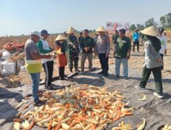 Panen Raya Jagung di Cluring, Kodim 0825/Banyuwangi dan PT Maxxi Perkuat Dukungan Swasembada Pangan