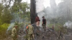 Karhutla Hanguskan 0,25 Hektare Hutan Pinus Songgon, Koramil dan Warga Bergerak Cepat